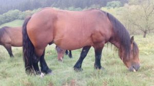Semental hispano-bretón en venta