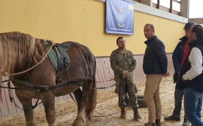 PROGRAMA «MANEJO, DESBRAVE Y DOMA» EQUINOS DE TIRO