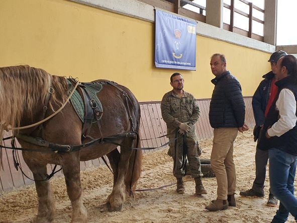 PROGRAMA «MANEJO, DESBRAVE Y DOMA» EQUINOS DE TIRO