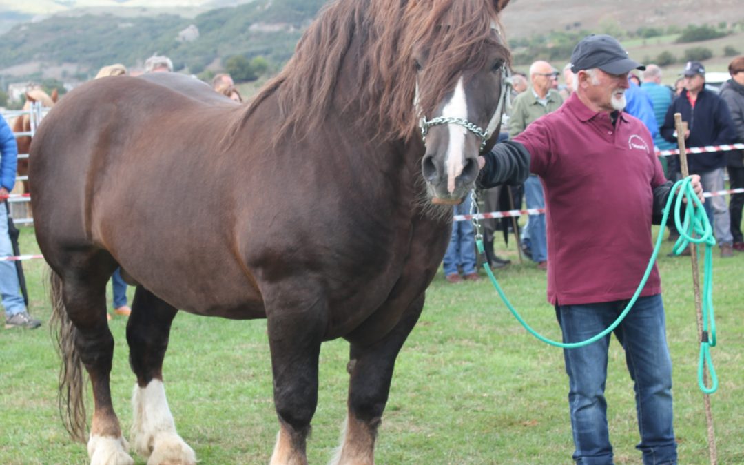 X CONCURSO MORFOLOGICO DE LA ASOCIACION MANADAS – CANTABRIA –