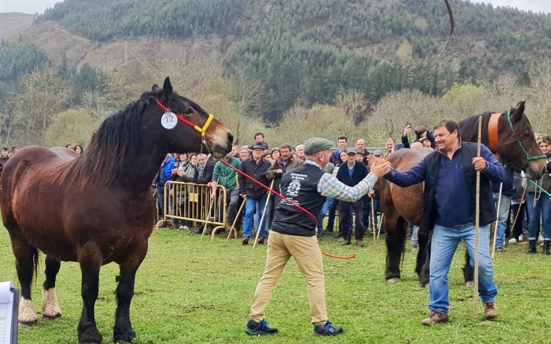 IICONCURSO MORFOLOGICO NACIONAL DE LA RAZA EQUINA HISPANO BRETONA.